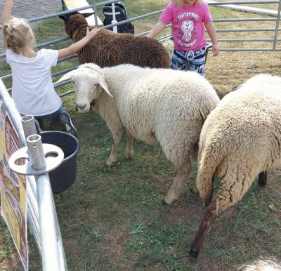 Die F�tterungsversuche blieben nach 3 Stunden eher erfolglos, da die Tier ziemlich satt waren.
