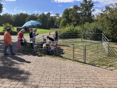 Nach dem Umzug n�her ans Stadion kamen gleich viele Kinder, um die Schafe zu streicheln.