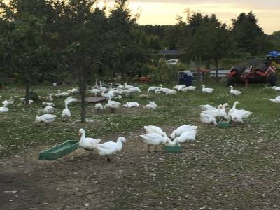 Die G�nse werden f�rs Weihnachtsgesch�ft gez�chtet.