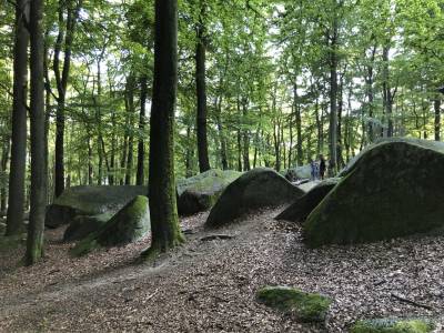 Kohlbacher erkl�rte die 350 Mio. Jahre alte geologische Entwicklung des Felsenmeers.