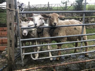 Die regennassen Jungtiere erweckten gro�es Interesse.
